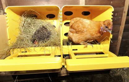 Chick Box - munintapesä sisätiloihin